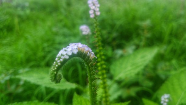 花盛开图片下载