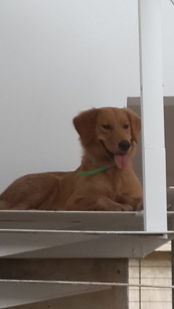 贝拉·比安卡家庭宠物图片下载