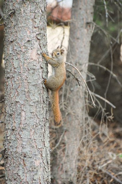 红松鼠挂在树的一边图片下载