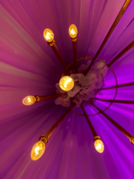 鳞茎挂在淡紫色的背景上图片下载