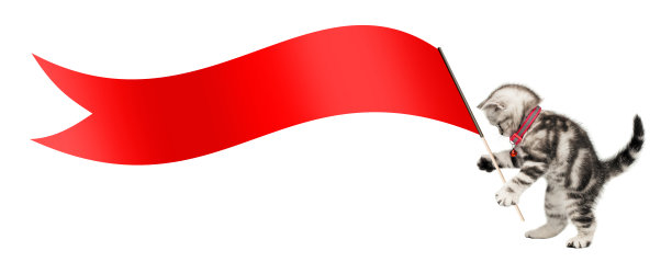 漂亮的小猫(英国短毛猫)举着一面白色背景上的红旗图片下载