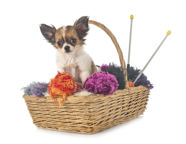 小吉娃娃图片下载