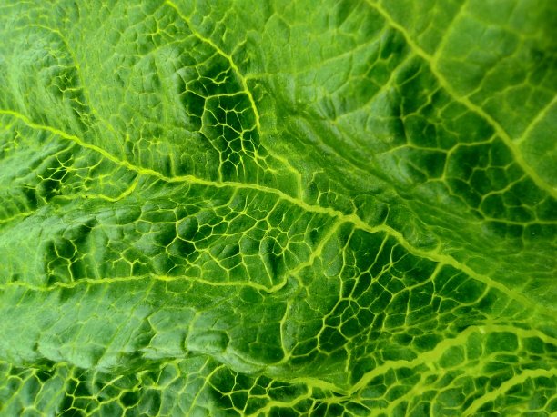 微距图像明亮的绿色树叶纹理为背景，特写。翡翠叶脉结构的图案。自然集合。图片下载