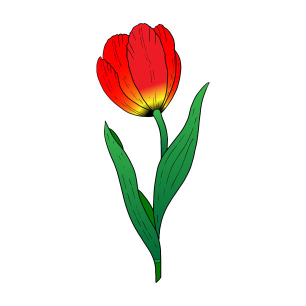 红色郁金香手绘绘画程式化形象一图片下载