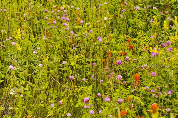 盛开的野花图片下载