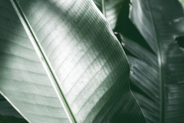 热带叶忧郁照片在深绿色调。热带花园极简抽象。夏天树叶色调的摄影。丛林森林散步。奇异的花卉模板。古典园林卡。盛开的性质图片下载