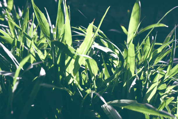 绿色的草在阳光穆迪色调的照片。鲜草透明的背光。夏季自然森林清新的概念。夏天在外面散步和玩耍。阳光下的野生森林草地。自然的抽象图片下载
