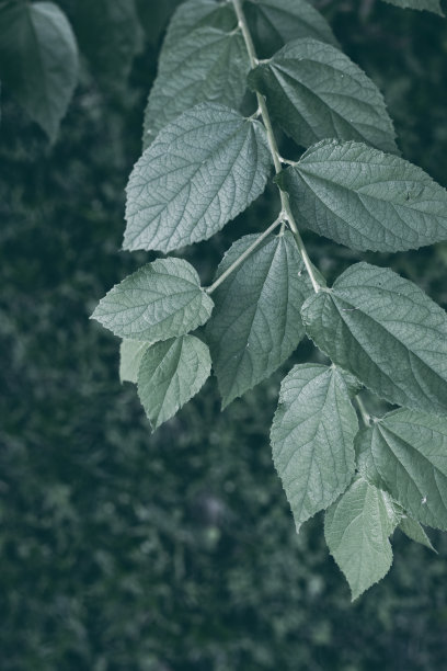 树枝叶忧郁照片。热带花园极简抽象。夏天树叶色调的摄影。丛林森林散步。异域花卉垂直模板。古典园林卡。盛开的性质图片下载