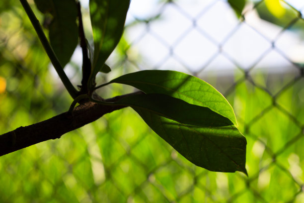 树苗叶片生机勃勃的照片。夏季花园极简抽象。夏日绿叶自然摄影。果树的生长。自然旗帜模板。绿色花园的名片。盛开的夏天自然图片下载
