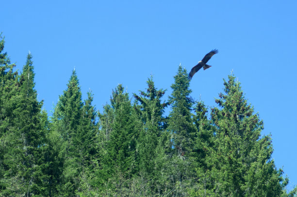 一只食肉鸟飞过树林寻找猎物图片下载