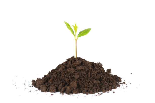 土壤中萌芽图片下载