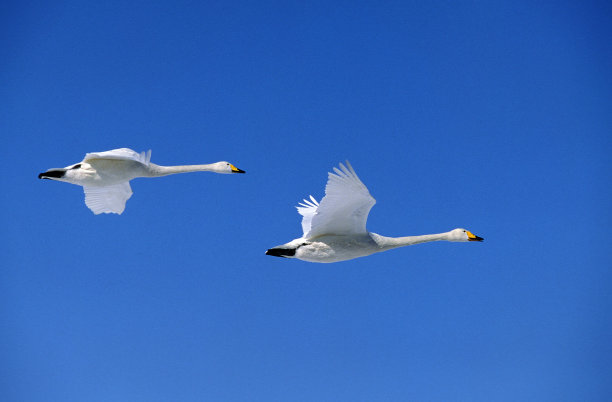 大天鹅，大天鹅，飞行配对，日本北海道岛图片下载