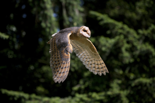 仓鸮，草鸮，飞行中的成人，法国的旺蒂图片下载