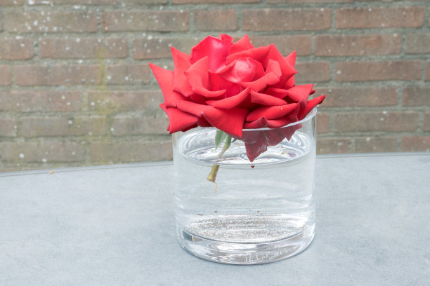 水中漂浮着一朵红玫瑰图片下载