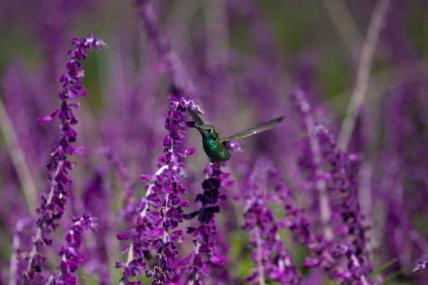 白色的紫罗兰(Colibri serrirostris)悬停并饮用林地鼠尾草紫色花朵的花蜜。图片下载