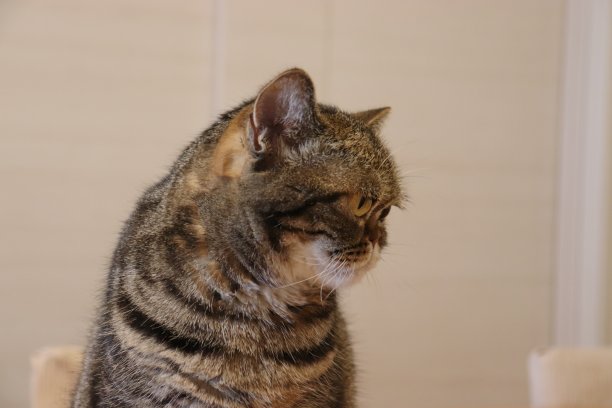 猫向右看的那张脸。图片下载