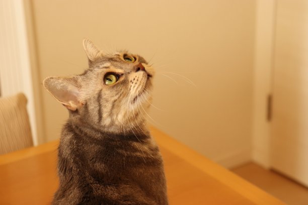 猫回头看，抬头看。图片下载