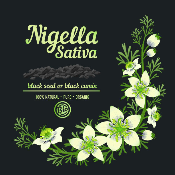 黑色孜然或Nigella Sativa化妆品标签。白色的花和种子带芽和叶。矢量设计元素图片下载