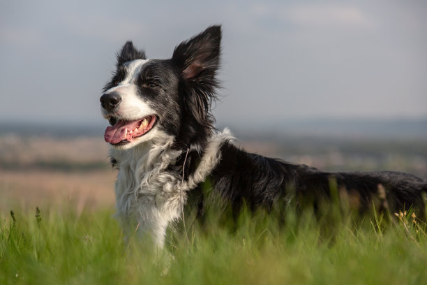 边境牧羊犬躺在山坡上的草地上，绿色的草对着天空。水平方向图片下载