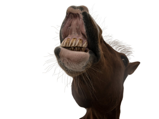 有趣的马口笑前视图孤立在白色图片下载