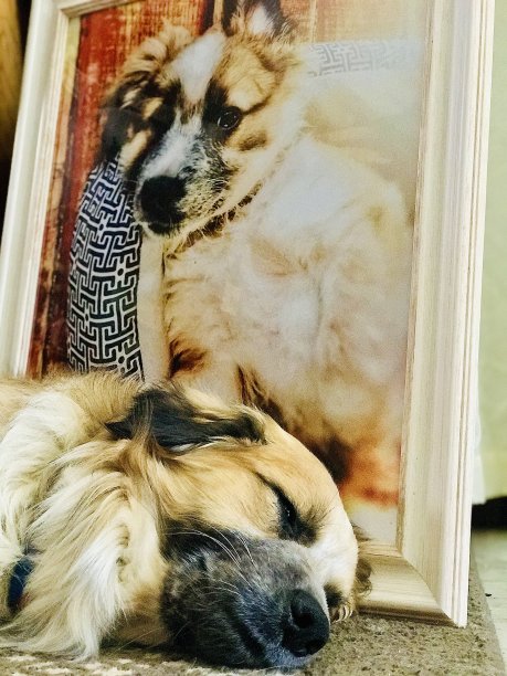 家庭生活……小狗打盹，梦见美好的旧时光。图片下载