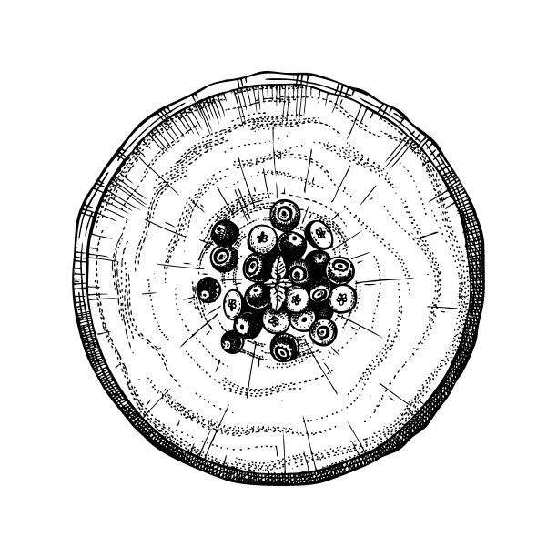 传统的蓝莓蛋糕素描。图片下载