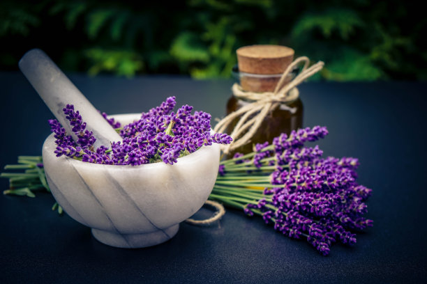 薰衣草图片下载