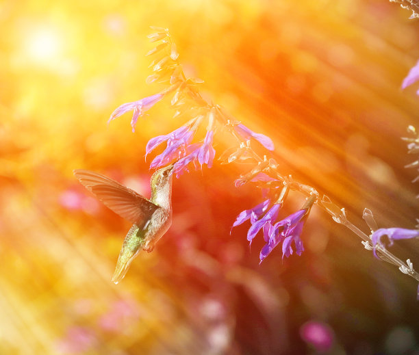 红喉蜂鸟在花园阳光下的高调照片图片下载