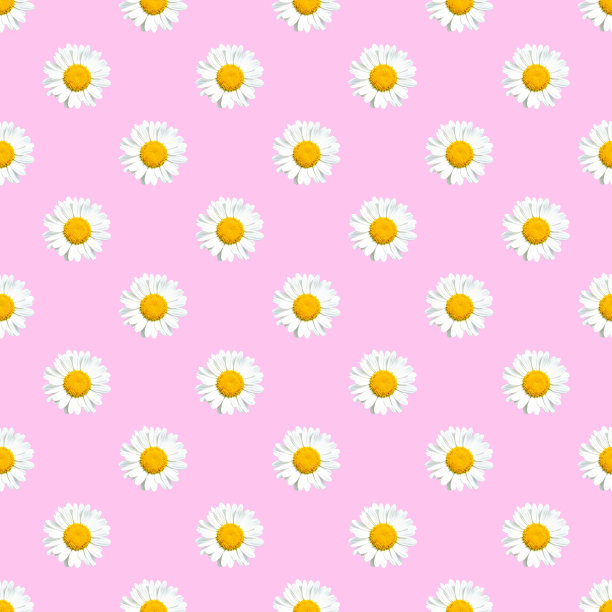 洋甘菊花无缝模式孤立在一个柔和的粉红色背景。医学草药。夏季最小的概念。图片下载
