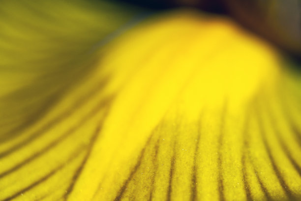 黄紫旗鸢尾花瓣图片下载