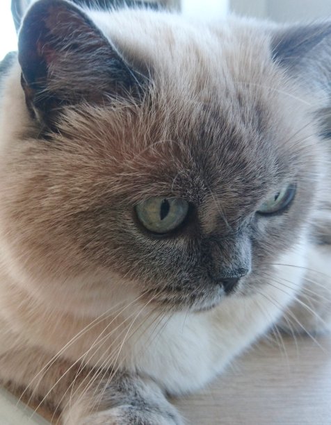 大眼睛的亮猫。英国品种。图片下载