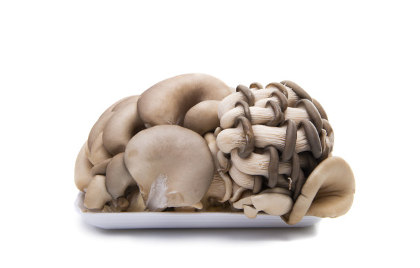 牡蛎蘑菇孤立图片下载