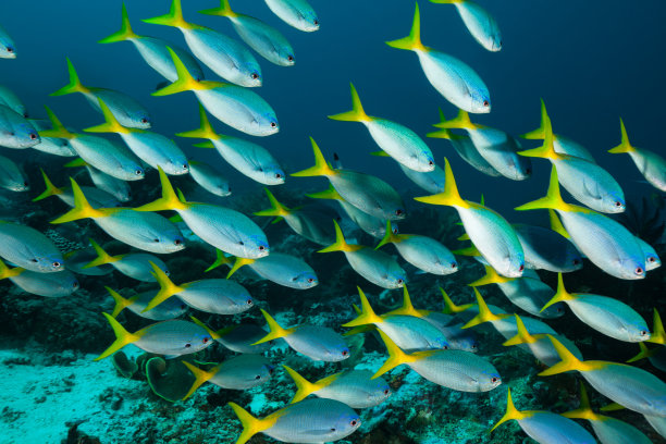 印尼拉贾·安帕特图片下载