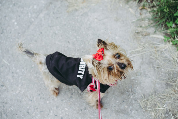 遛狗用皮带拴着的看门狗图片下载