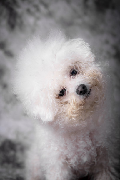 比雄frisé，有点疑惑图片下载