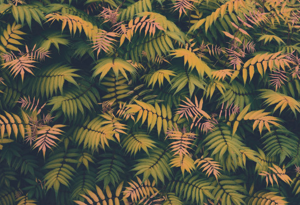 热带植物无缝模式。春天的背景是绿叶。无缝花和棕榈叶。从以上观点。图片下载