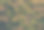 热带植物无缝模式。春天的背景是绿叶。无缝花和棕榈叶。从以上观点。图片下载