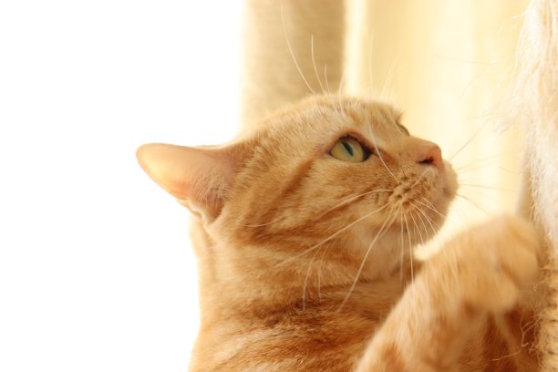 一只磨指甲很舒服的猫。图片下载