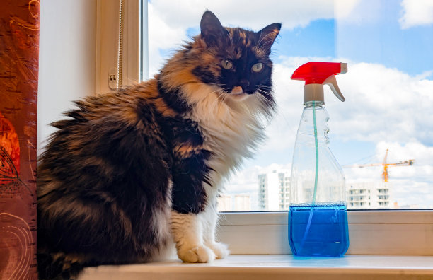 一只毛茸茸的三色长毛猫坐在一扇干净的窗户上，旁边是一个带雨刷的喷雾器图片下载