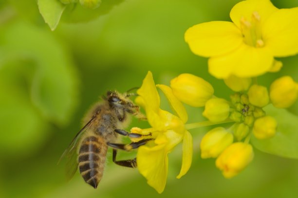 蜜蜂在黄花上的宏观细节图片下载