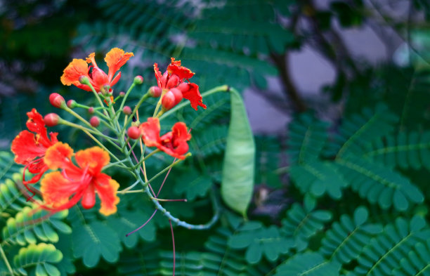 红色的树图片下载