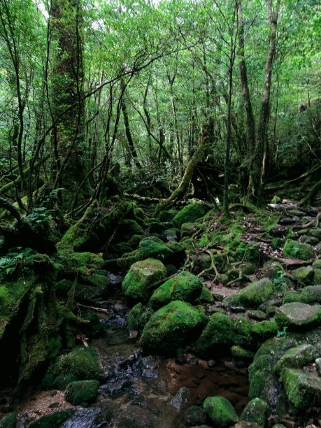 森林中生长的树木图片下载