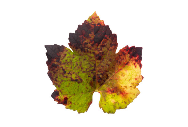 秋天的藤叶-秋叶Parra图片下载