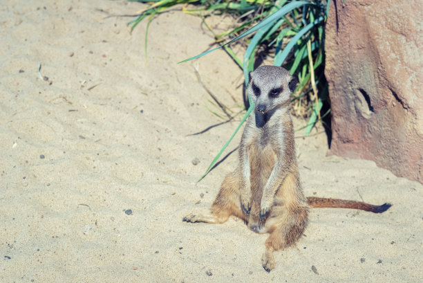 一只年轻的猫鼬正坐在沙滩上。图片下载