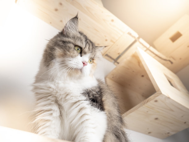 布花波斯猫在猫架或猫台阶向下看。健忘的猫。复制提供了空间。图片下载