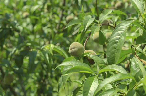 树枝上结着未成熟的桃子。图片下载