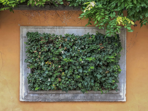 橙色墙背景与矩形与绿色的叶子。本空间图片下载