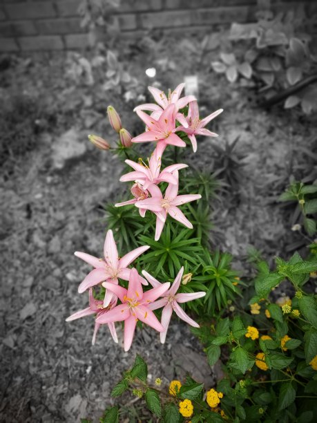 粉色百合花图片下载