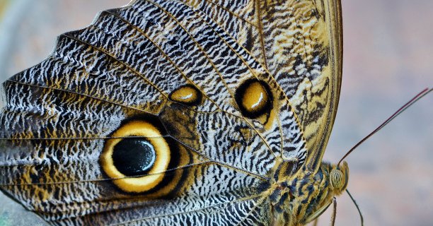 Caligo蝴蝶图片下载