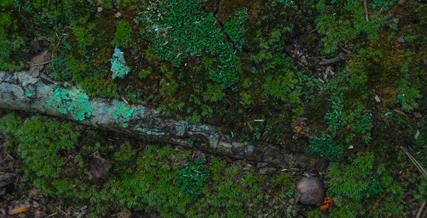 苔藓，地衣，真菌图片下载